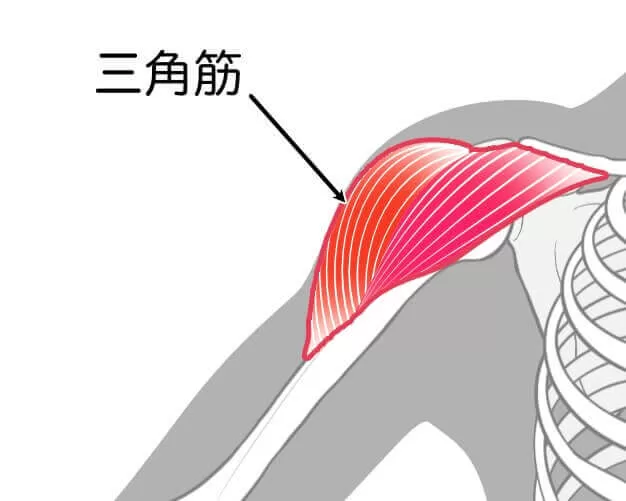 三角筋の解剖図